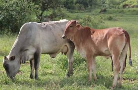 SCOT: Demanda fraca pressiona mercado do boi gordo