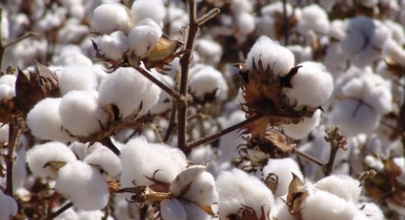 Seagri e produtores de Ouro Branco discutem experimento de algodão