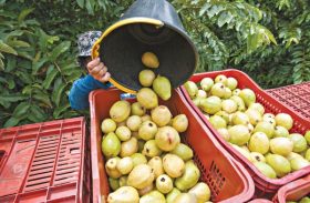 Empresa de fruticultura irrigada será instalada em Alagoas