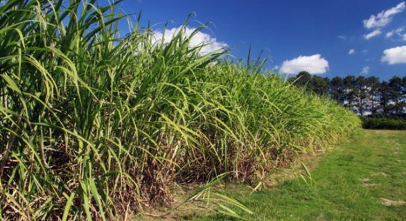 Produção brasileira de cana-de-açúcar é mais limpa do que se imaginava