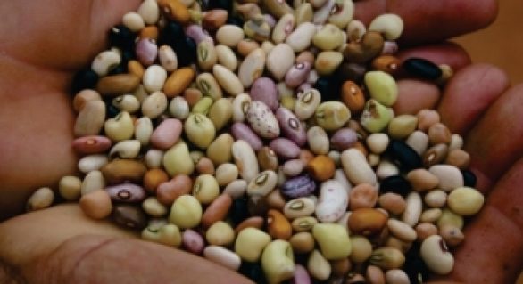 Desenvolve vai ajudar sertanejos com aquisição de sementes de qualidade