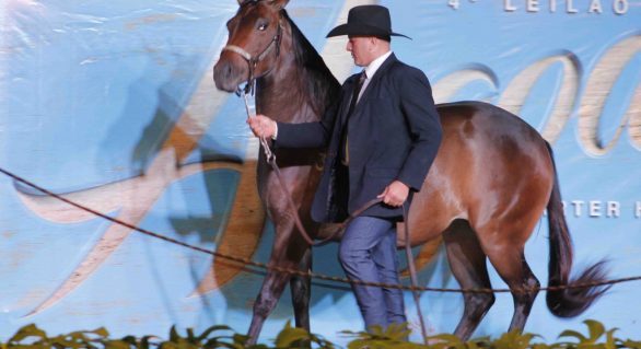 4º Alagoas Quarter Horse fatura mais R$ 1,5 mi e bate recorde de público
