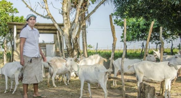 Governo do Estado incentiva cadeia produtiva de caprinocultura