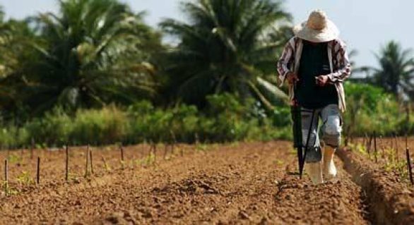 Renegociação de dívidas beneficia 34 mil produtores rurais de Alagoas