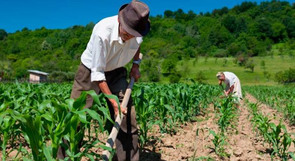 Com rotina pesada, agricultores criticam nova idade mínima de aposentadoria