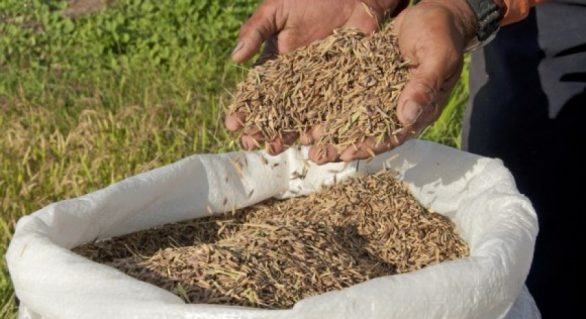Codevasf e Embrapa destacam importância da Emater para produção de arroz em Alagoas