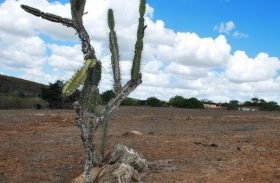 Federação da Agricultura alerta para danos causados pela seca em AL