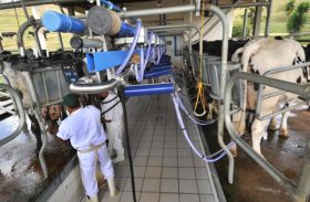 Mercado de leite brasileiro deve se recuperar este ano