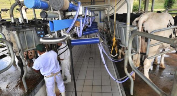 Mercado de leite brasileiro deve se recuperar este ano