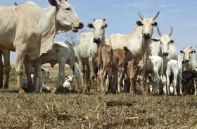 Mercado de reposição de bovinos tem mais oferta que demanda