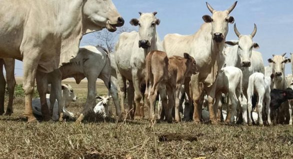 Mercado de reposição de bovinos tem mais oferta que demanda