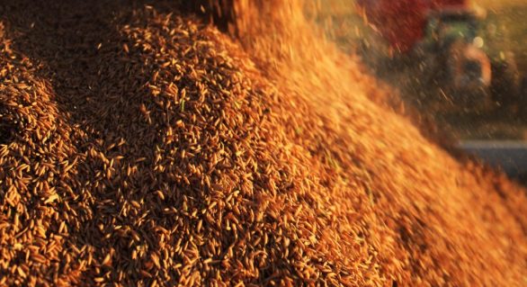 Produção de grãos deve registrar recorde de 215 milhões de toneladas