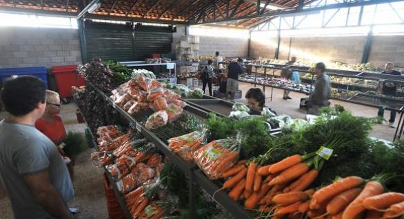 Preço da cebola cai e chuva e calor prejudicam produção de alface e cenoura