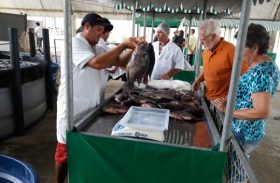 Feira do Peixe Vivo comercializa nove toneladas de pescados para a Semana Santa