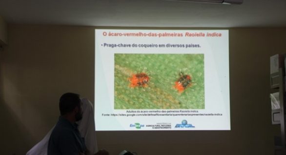 IMA e Embrapa estudam infestação do ácaro-vermelho-das-palmeiras em Alagoas
