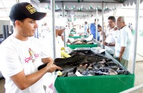 Consumidores lotam Parque da Pecuária na Feira do Peixe Vivo promovida pela Seagri
