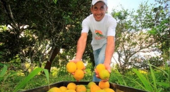 Estado promoverá primeiro seminário alagoano sobre fruticultura