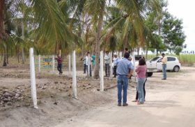 Parceria desenvolve projeto para revitalização dos coqueirais em AL