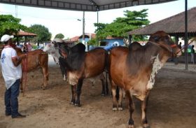“Expoalagoas é um dos eventos mais importantes da pecuária seletiva no 1º semestre”, diz presidente da ACA