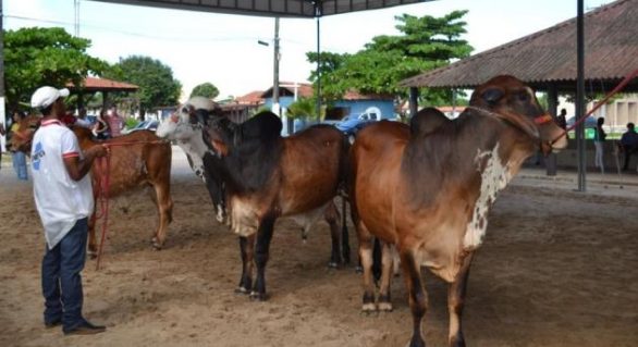 “Expoalagoas é um dos eventos mais importantes da pecuária seletiva no 1º semestre”, diz presidente da ACA