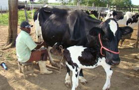 Produtores da CPLA alegam 50% de crescimento na produção leiteira