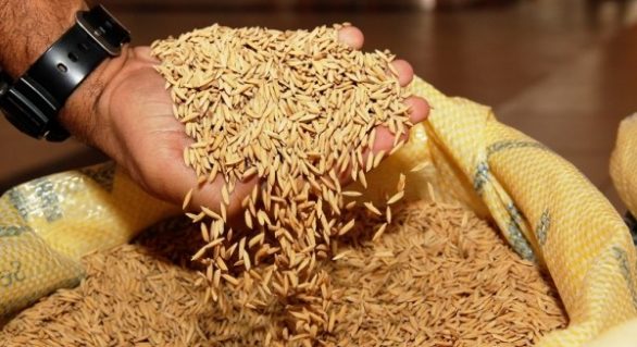 Governo distribuirá 200t de sementes de arroz na próxima semana