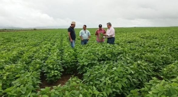 Seagri faz visita técnica em áreas de soja e milho em Alagoas