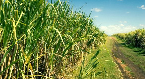 Stab Leste realiza XXXIV Simpósio da Agroindústria da Cana-de-açúcar de Alagoas