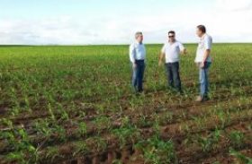 Produtor de Sergipe investe na plantação de milho em Alagoas