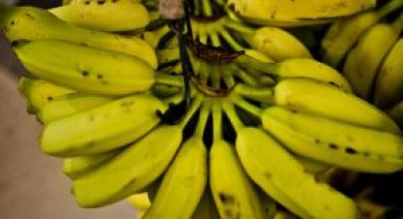 Banana tem queda de preço e recupera mercado no primeiro semestre
