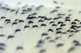 BH receberá projeto que introduz a bactéria Wolbachia no mosquito Aedes aegypti