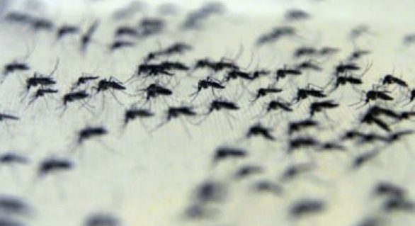 BH receberá projeto que introduz a bactéria Wolbachia no mosquito Aedes aegypti