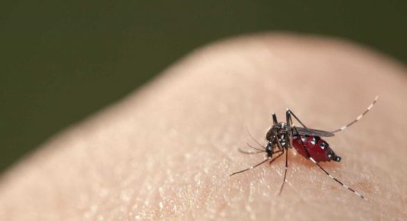SUS passa a oferecer testes rápidos para dengue e chikungunya