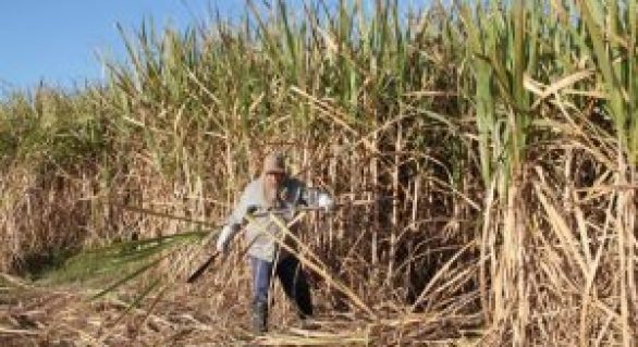 Governo beneficiará produtores de cana-de-açúcar com fertilizantes