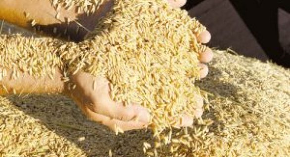 Produção de arroz impulsionará aumento de 90% na safra de grãos no Nordeste