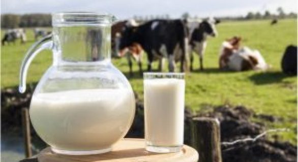 Produtores de leite de Pindorama participam da Expo Bacia Leiteira