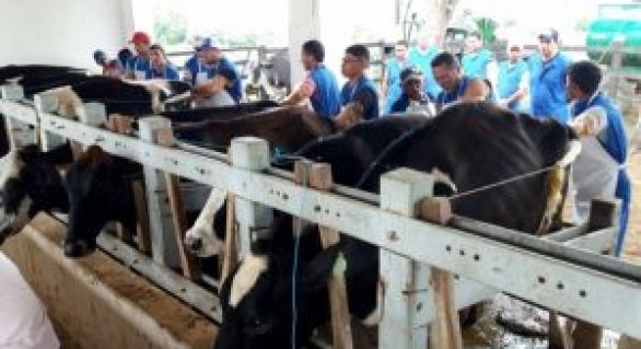 Expo Bacia Leiteira oferece curso de inseminação artificial de bovinos