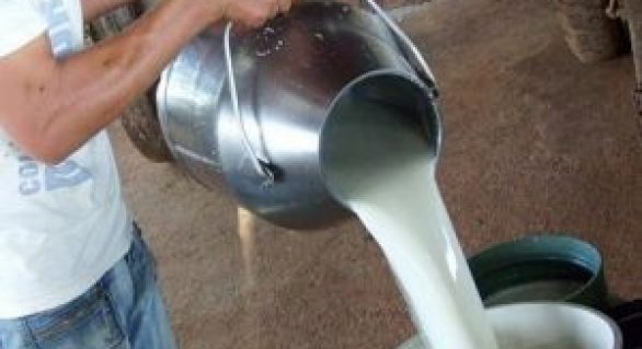 “Sem leite, não dá”: prefeitos se mobilizam para evitar fim do programa em AL