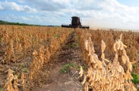 Agricultura promove Dia de Campo sobre cultura da soja