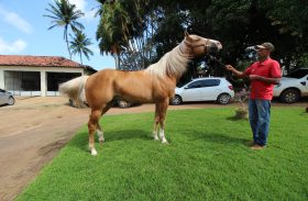 Animais do 5º Alagoas Quarter Horse chegam ao Parque da Pecuária na quarta (18)