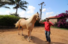 5ª Alagoas Quarter Horse abre temporada de leilões da 67º Expoagro