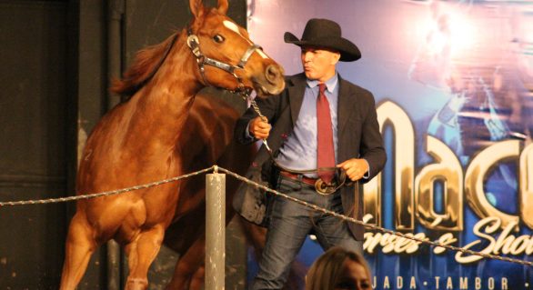 Leilão Maceió Horse’s Show ostenta credibilidade de 12 anos no mercado