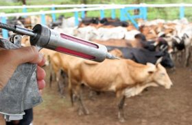Vacinação contra aftosa será obrigatória para animais até dois anos