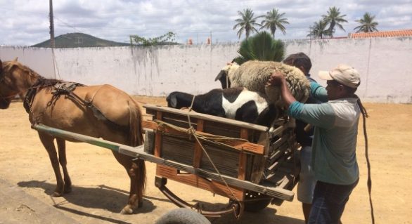 Agricultores recebem cisternas e ovelhas pelo Programa Caráter Produtivo