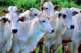 Concentração na oferta de animais de cocho e redução das exportações no final do ano podem pressionar mercado do boi
