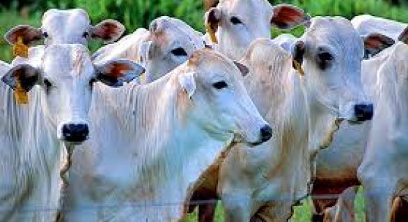 Concentração na oferta de animais de cocho e redução das exportações no final do ano podem pressionar mercado do boi