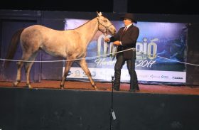Leilão Maceió Horse’s Show cresce 40,9%