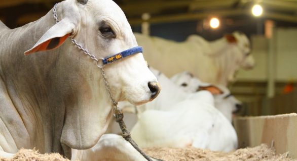 13º Nelore Positivo será o maior leilão do gado de corte da Expoagro