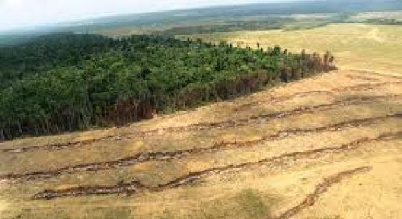 Programa de recuperação de áreas degradadas na Amazônia ganha nova versão