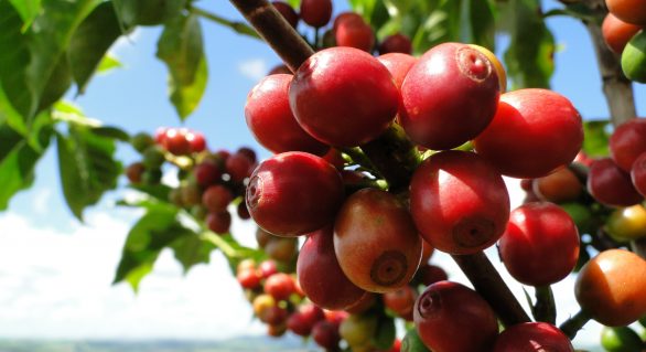 Brasil precisa elevar em 40% safra de café até 2030 para garantir dominância, diz OIC